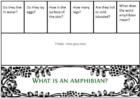 Toads - Amphibians Huge Free Lapbook and Unit Study